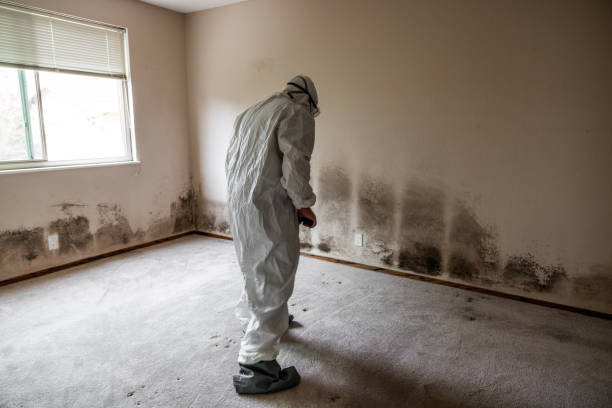 Best Insurance-Related Mold Remediation in Lake Hopatcong, NJ