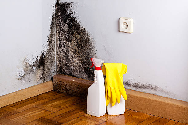 Best Attic Mold Remediation in Lake Hopatcong, NJ